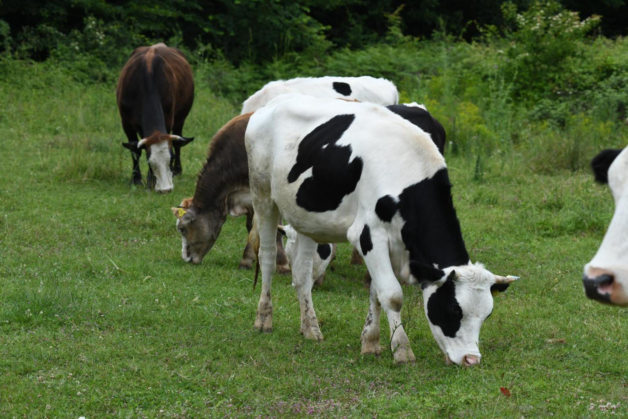 Narkoey Ecologic Hotel & Organic Farm Коджаэли Экстерьер фото