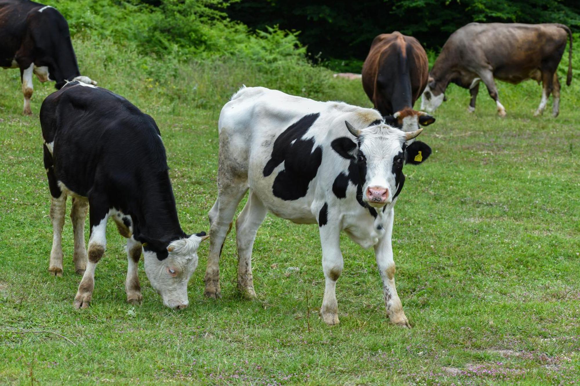 Narkoey Ecologic Hotel & Organic Farm Коджаэли Экстерьер фото